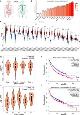 STIL Acts as an Oncogenetic Driver in a Primary Cilia-Dependent Manner in Human Cancer